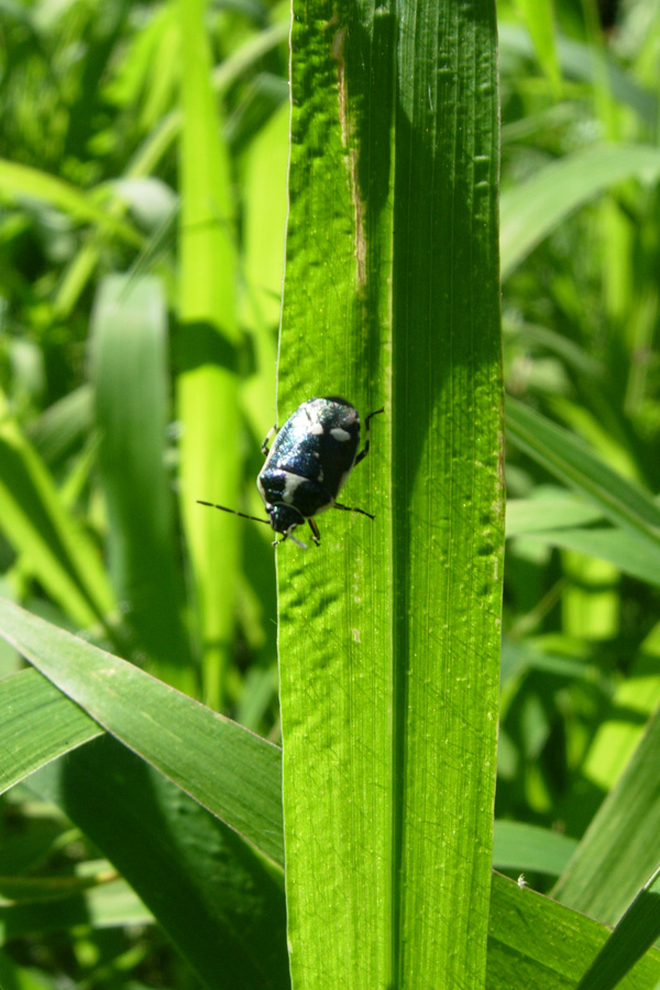 Eurydema oleracea:  sembrerebbe Tritomegas, ma non lo  ...
